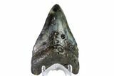 Fossil Megalodon Tooth - North Carolina #153092-1
